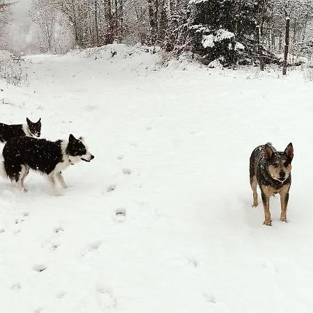 La Bergerie Des Volcans - Dogfriendly Holiday home *
