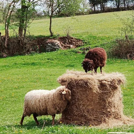 La Bergerie Des Volcans - Dogfriendly Hébergement de vacances *