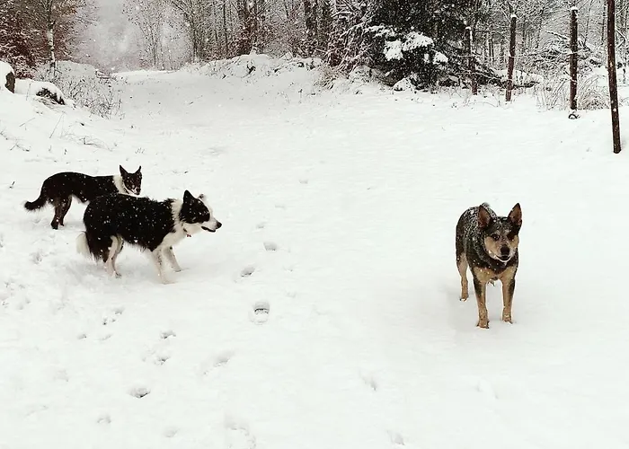 La Bergerie Des Volcans - Dogfriendly Dom wakacyjny *