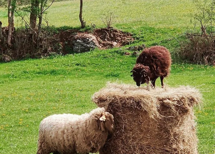 La Bergerie Des Volcans - Dogfriendly Dom wakacyjny *